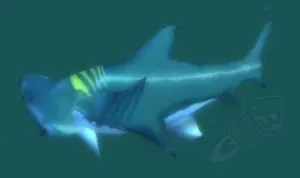 Reef Shark — screenshot 1