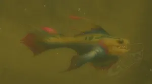 Sawfin Frenzy — screenshot 1