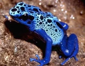 Вудуистский амулет — скриншот 1