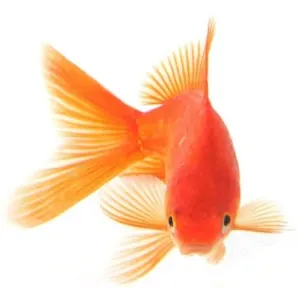 Golden Darter — screenshot 2