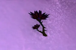 Black Lotus — screenshot 1