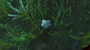 Tear of Tilloa — screenshot 1